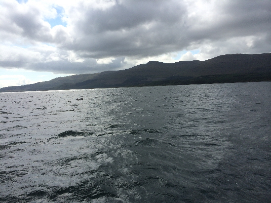 Dolphins (see Video page for more dolphins)