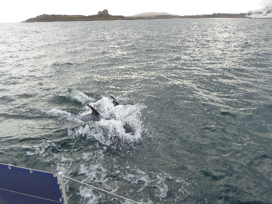 Great dolphin show off Duart point