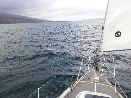 Dolphins ahead